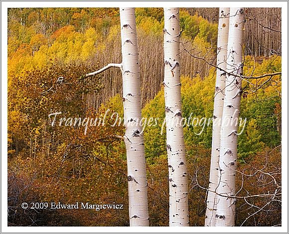450592   Colorful Foliage on Boulder Mountain Utah